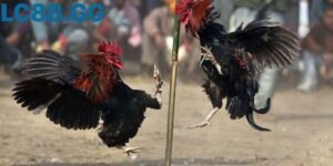 Cú quạt cánh quyết định trong hiệp cuối
