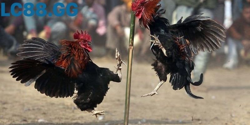 đá gà c3: toàn cảnh luật, kinh nghiệm xem hay và xu hướng số Cú quạt cánh quyết định trong hiệp cuối